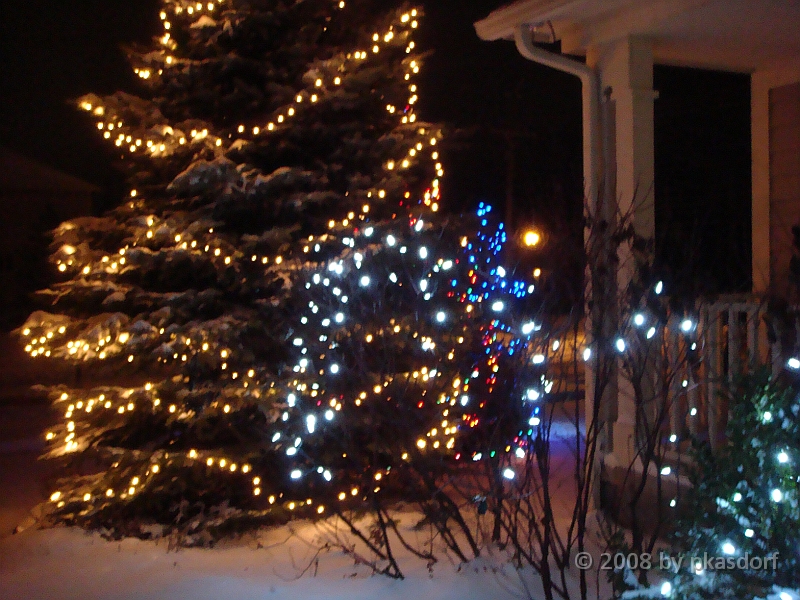 027 A2 Snowfall & Trees [2008 Dec 20].JPG - Our Christmas Trees for 2008.